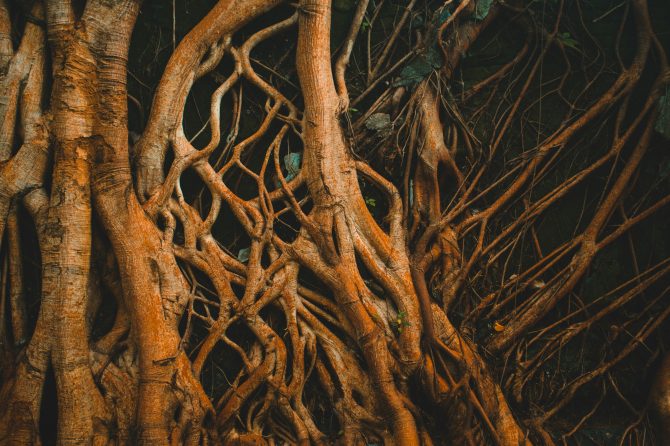 Rooted in Truth